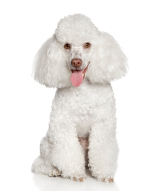 Breed Poodle