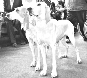 Breed Porcelaine Breed Porcelaine