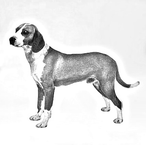 Breed Posavac Hound Breed Posavac Hound