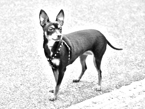 Breed Prazsky Krysarik Breed Prazsky Krysarik