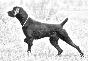 Breed Pudelpointer Breed Pudelpointer