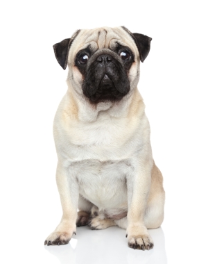 Breed Pug Breed Pug