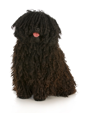 Breed Puli Breed Puli