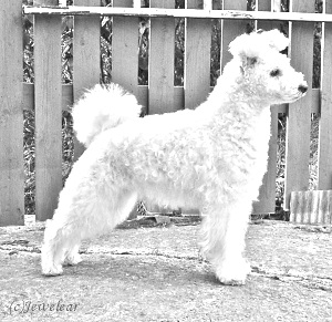 Breed Pumi Breed Pumi