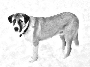 Breed Rafeiro do Alentejo Breed Rafeiro do Alentejo