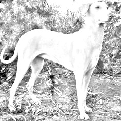 Breed Rajapalayam Breed Rajapalayam