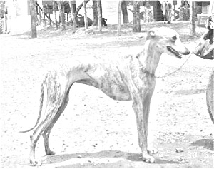 Breed Rampur Greyhound Breed Rampur Greyhound
