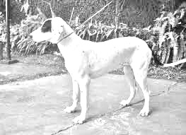 Breed Rastreador Brasileiro Breed Rastreador Brasileiro