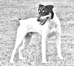 Breed Ratonero Bodeguero Andaluz Breed Ratonero Bodeguero Andaluz