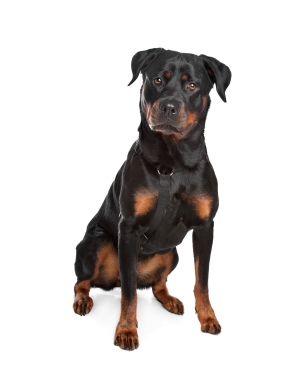 Breed Rottweiler