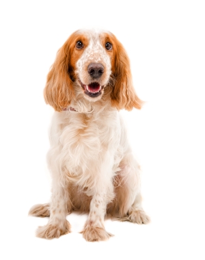 Breed Russian Spaniel Breed Russian Spaniel