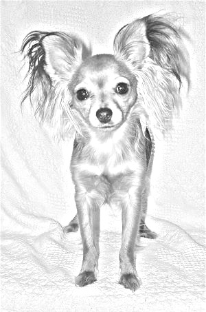 Breed Russian Toy Breed Russian Toy