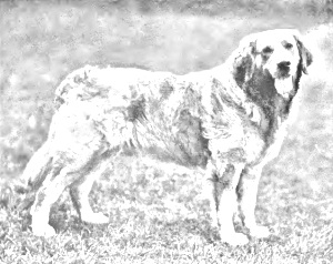 russian tracker dog