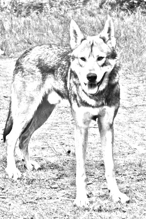 Breed Saarlooswolfhond Breed Saarlooswolfhond