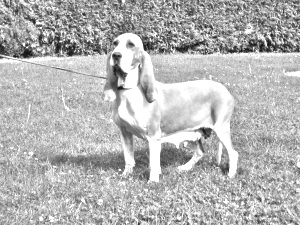 Breed Sabueso Espanol Breed Sabueso Espanol