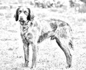 Breed Saint-Usuge Spaniel Breed Saint-Usuge Spaniel