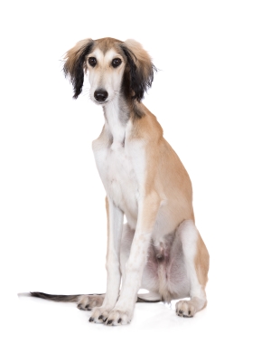 Breed Saluki Breed Saluki