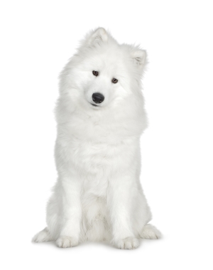 Breed Samoyed Breed Samoyed