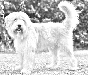 Breed Sapsali Breed Sapsali