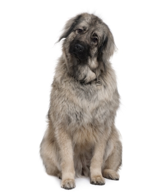Breed Sarplaninac Breed Sarplaninac
