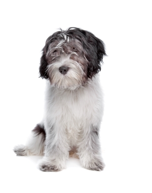 Breed Schapendoes Breed Schapendoes