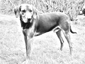 Breed Schillerstovare Breed Schillerstovare