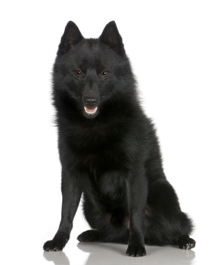 Breed Schipperke Breed Schipperke