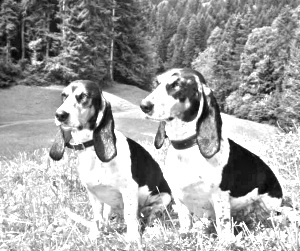 Breed Schweizer Laufhund Breed Schweizer Laufhund