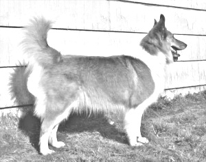 Breed Scotch Collie Breed Scotch Collie