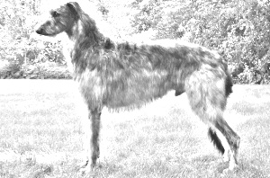 Breed Scottish Deerhound Breed Scottish Deerhound