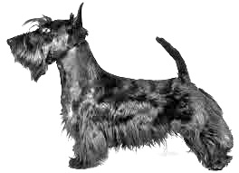 Breed Scottish Terrier Breed Scottish Terrier