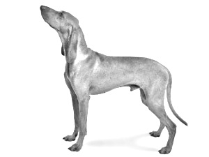 Breed Segugio Italiano Breed Segugio Italiano