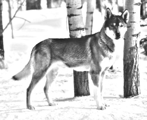 Breed Seppala Siberian Sleddog Breed Seppala Siberian Sleddog