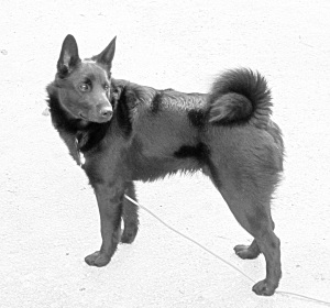 Breed Seskar Seal Dog Breed Seskar Seal Dog
