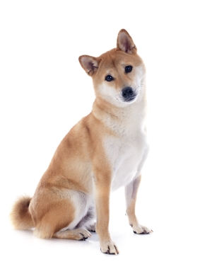 Breed Shiba Inu Breed Shiba Inu