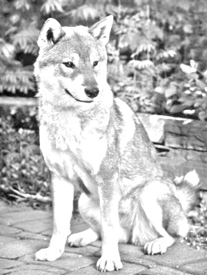 Breed Shikoku Breed Shikoku