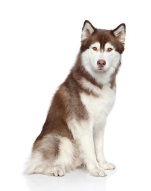 Breed Siberian Husky