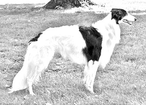 Breed Silken Windhound Breed Silken Windhound