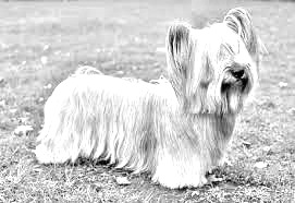 Breed Skye Terrier Breed Skye Terrier