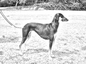 Breed Sloughi Breed Sloughi