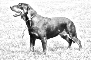 Breed Slovensky Kopov Breed Slovensky Kopov