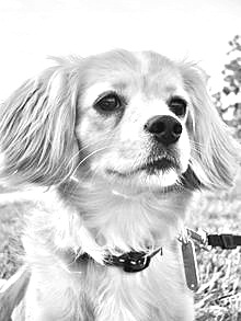 Breed Small Greek Domestic Dog Breed Small Greek Domestic Dog