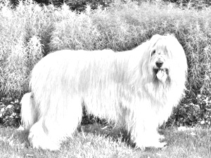 Breed South Russian Ovcharka Breed South Russian Ovcharka