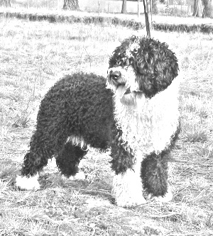 Breed Spanish Water Dog Breed Spanish Water Dog