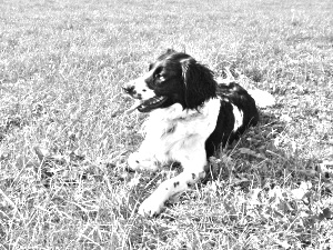 Breed Stabyhoun Breed Stabyhoun