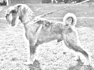 Breed Standard Schnauzer Breed Standard Schnauzer
