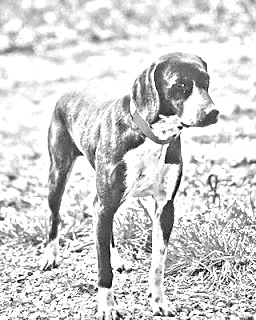 Breed Stephens Cur Breed Stephens Cur