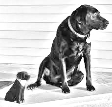 Breed St John's water dog Breed St John's water dog