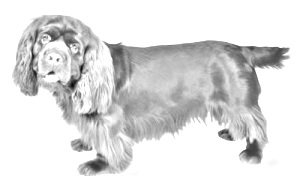 Breed Sussex Spaniel Breed Sussex Spaniel