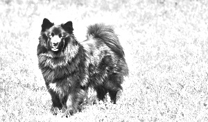Breed Swedish Lapphund Breed Swedish Lapphund